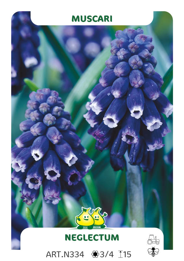 Muscari Neglectum (Racemosum)