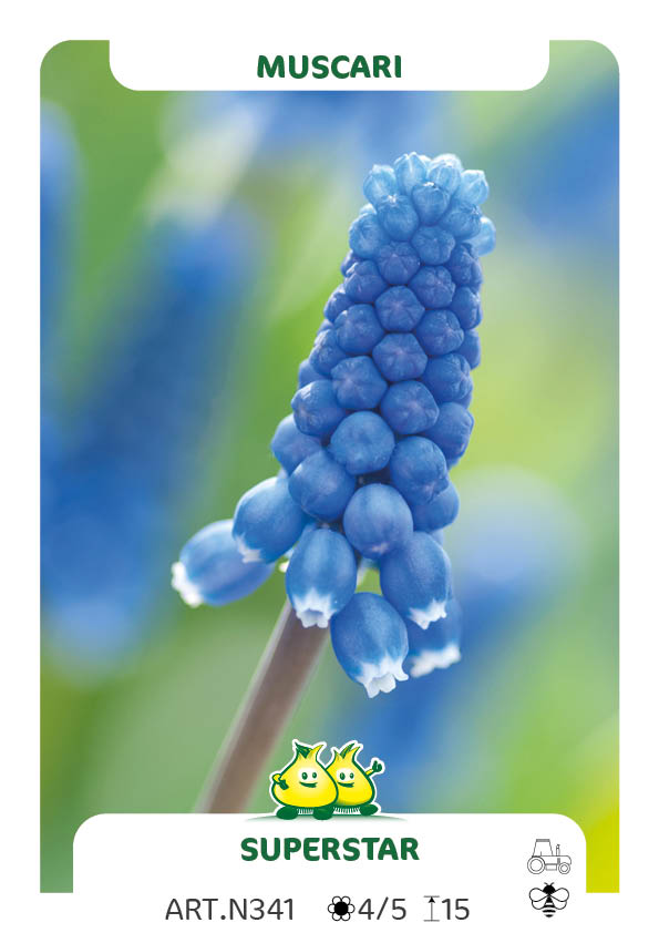 Muscari Superstar