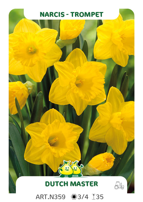 Narcis Dutch Master