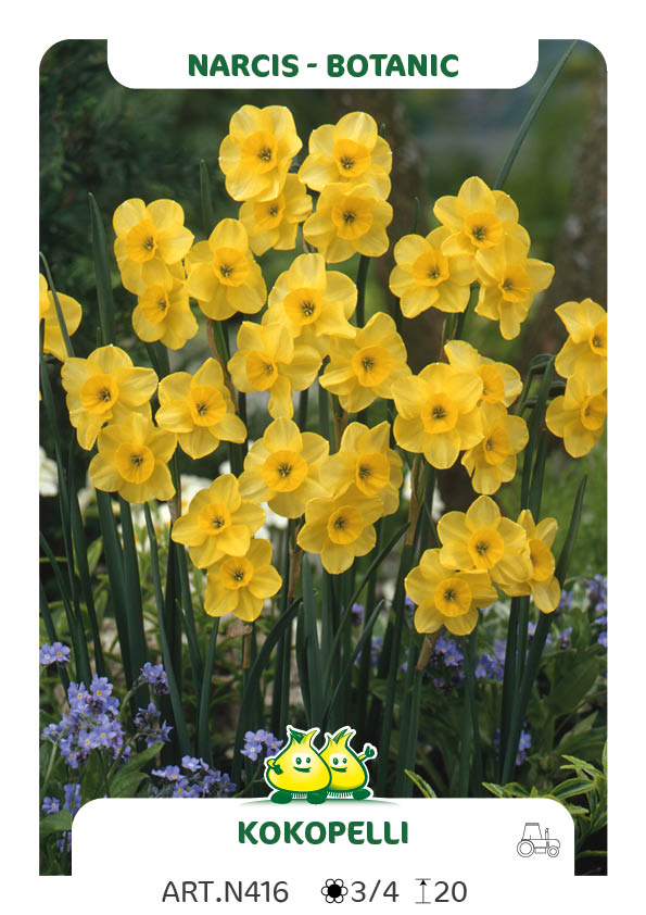 Narcis Kokopelli