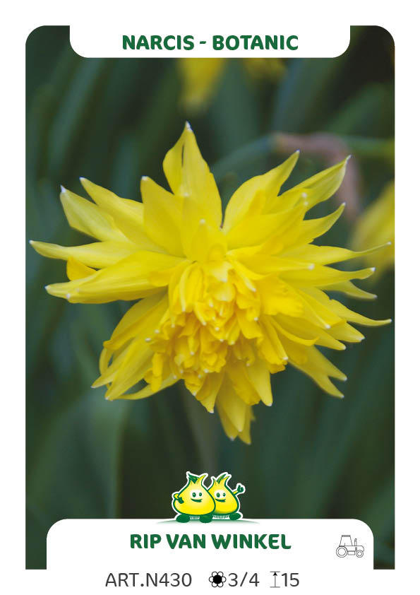 Narcis Rip van Winkel