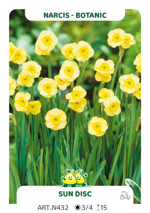 Narcis Sun Disc