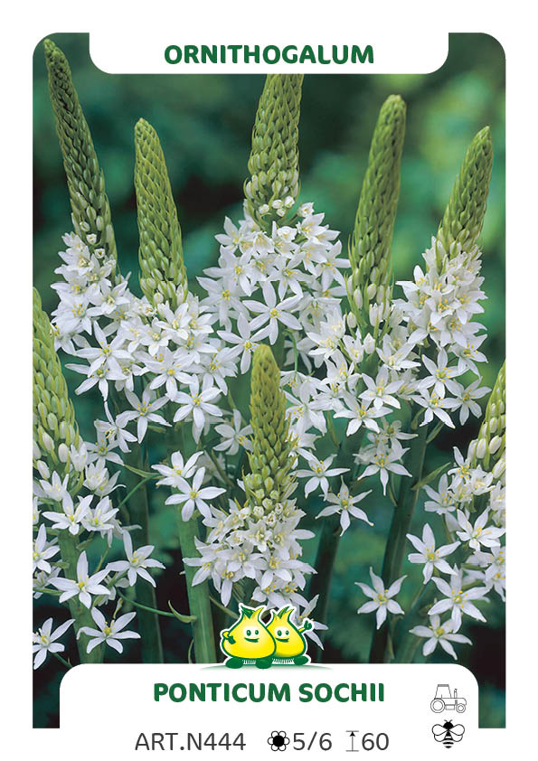 Ornithogalum Sochii (Magnum)