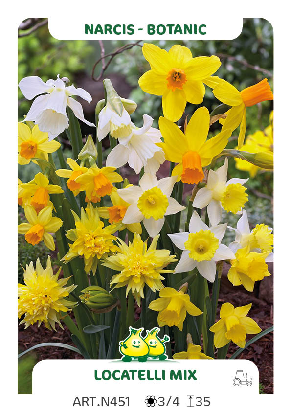 Narcis Botanisch Mix