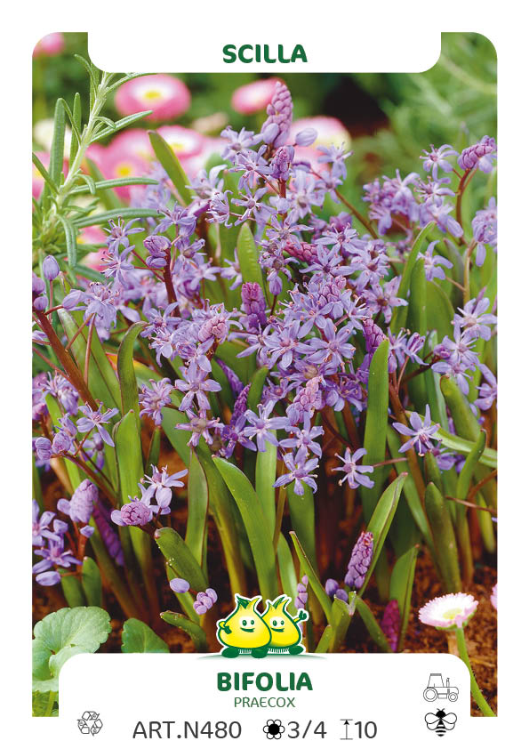 Scilla Bifolia-Praecox