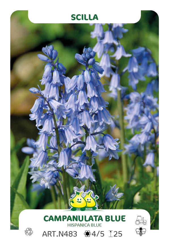 Scilla Campanulata - Hispanica Bleu