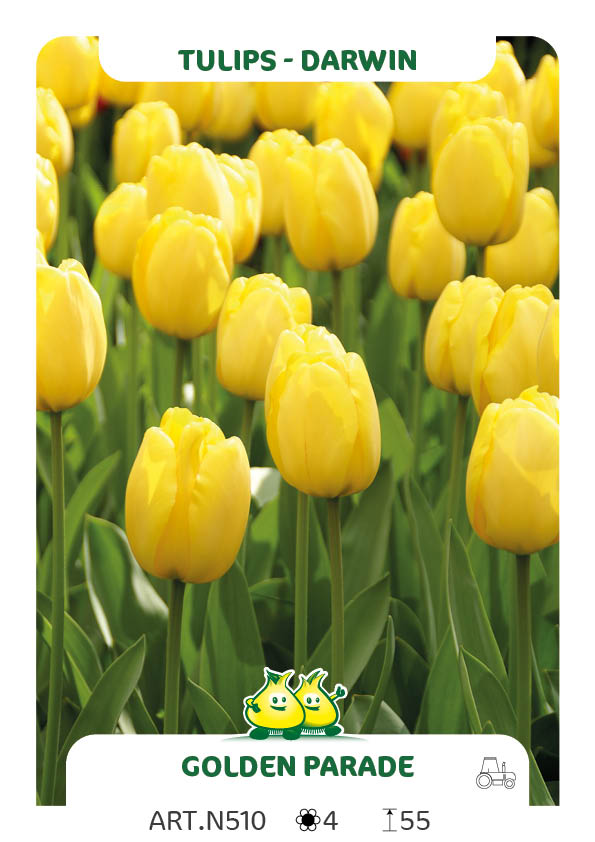 Tulpen Golden Parade