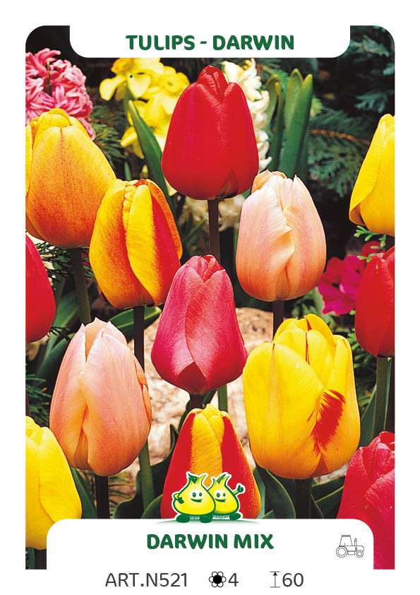 Tulpen Darwin Mix