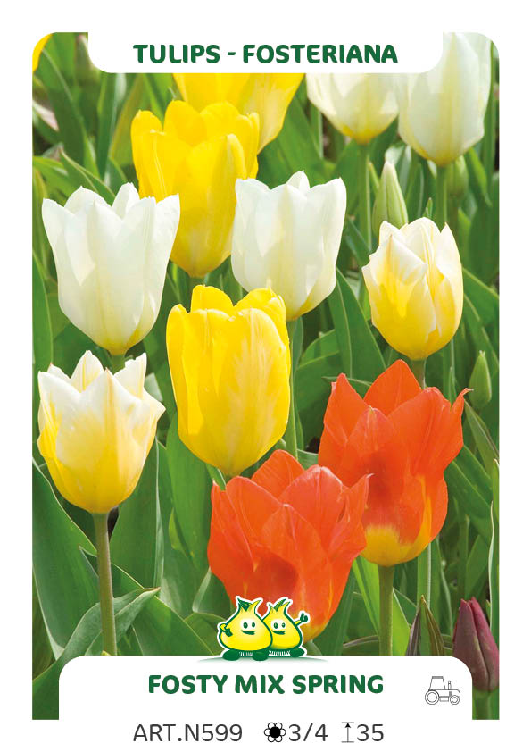 Tulpen Fosty Mix