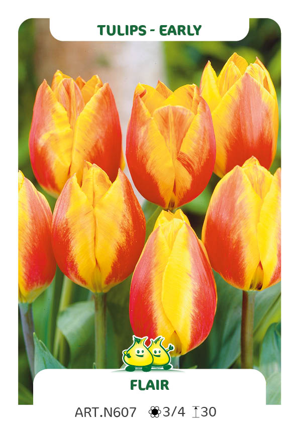 Tulp Flair