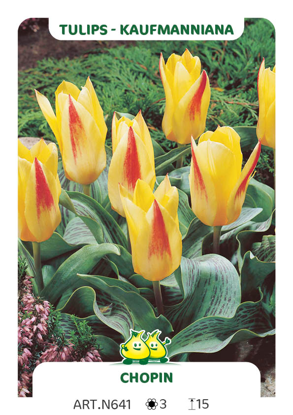 Tulp Chopin