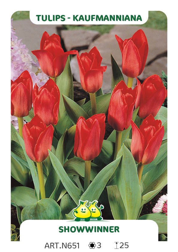 Tulp Showwinner