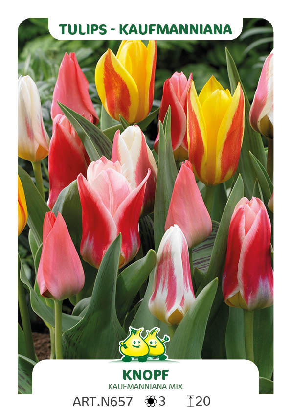 Tulp Kaufmanniana Mix