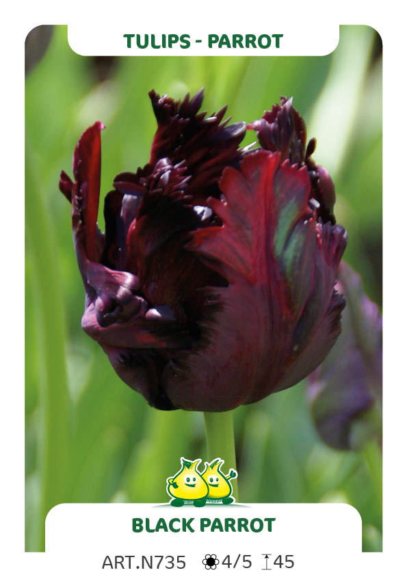 Tulp Black Parrot