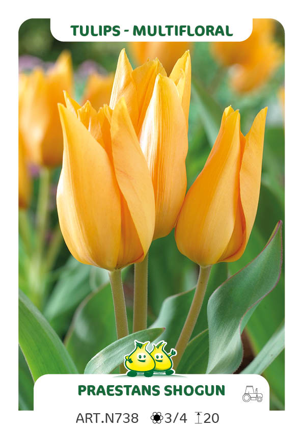 Tulp Preastans Shogun