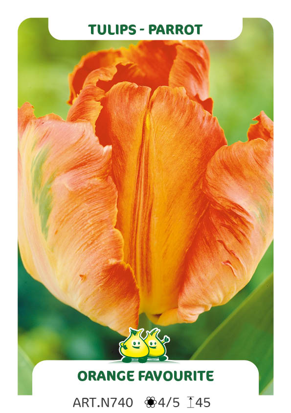 Tulp Orange Favourite