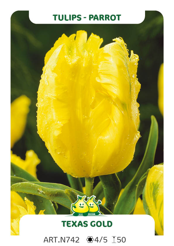 Tulp Texas Gold