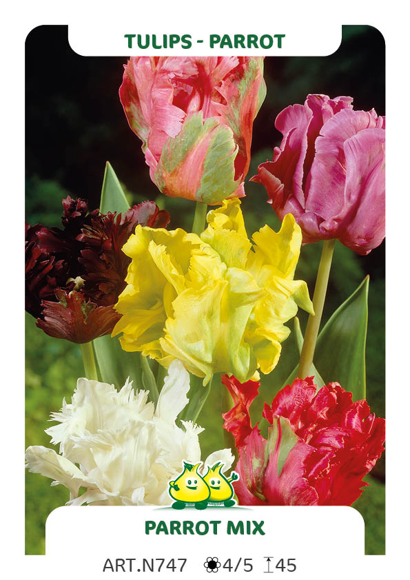 Tulp Parrot Mix