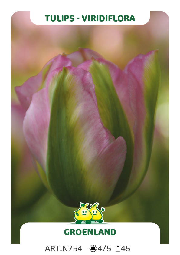 Tulp Groenland