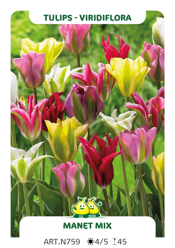 Tulp Viri Mix