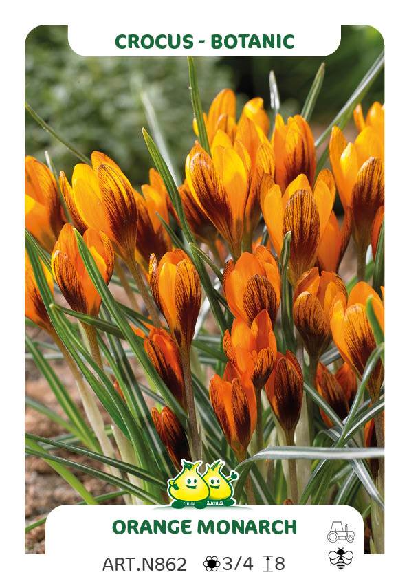 Crocus Bot Oranje Monarch