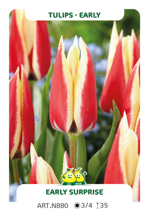 Tulp Early Surprice