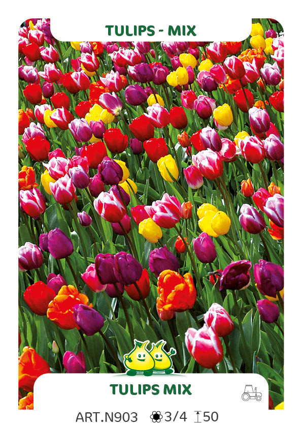 Tulp Darwin-laat-triumph-vroeg-botanisch Mix