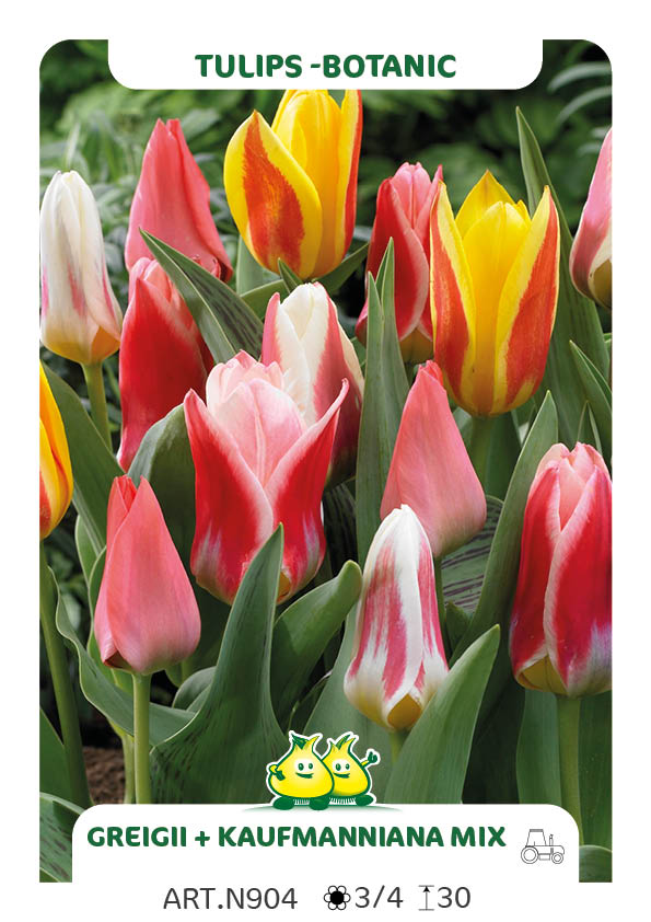 Tulp Kaufmannianna en Greigii Mix