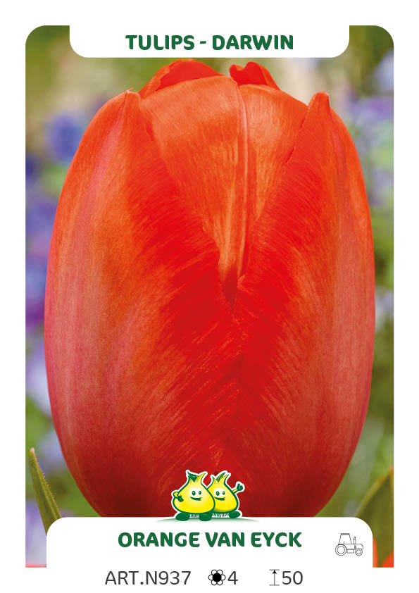 Tulpen Mystic van Eijk