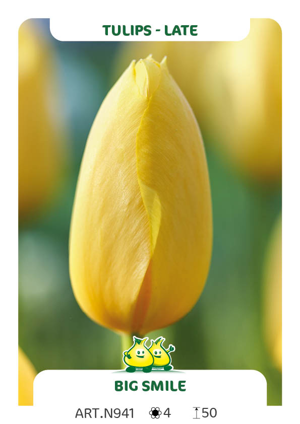 Tulpen Big Smile