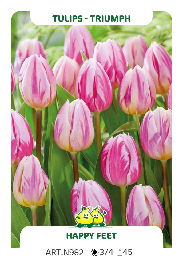 Tulpen Happy Feet