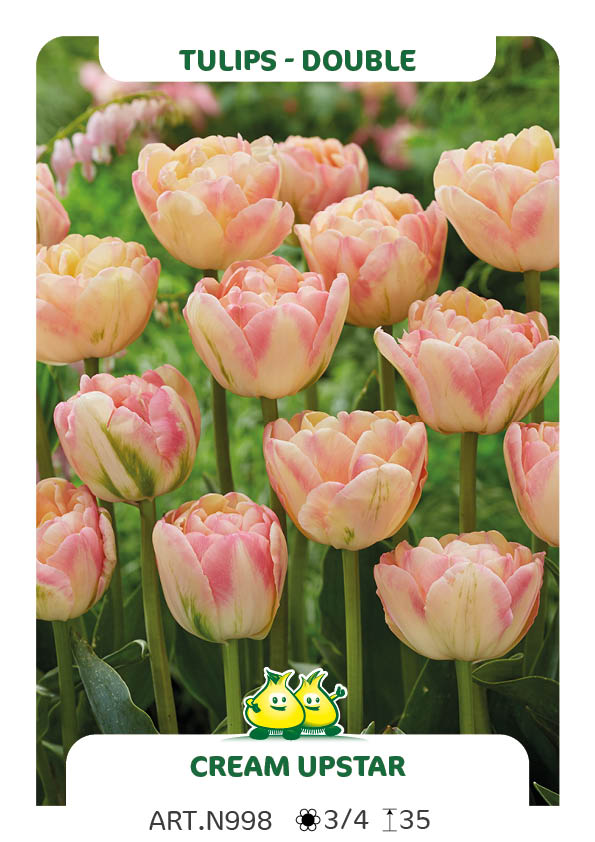 Tulp Creme Upstar