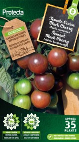 Tomate Black Cherry