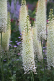 images/productimages/small/N187_EREMURUS_WHITE_BEAUTY.jpg