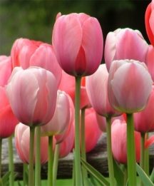 images/productimages/small/N501_Tulip-Pink-Impression-2.jpg