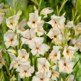 images/productimages/small/V098-Gladiolus-nanus-Halley.jpg