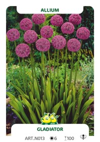 Allium Gladiator