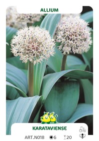 Allium Karataviense