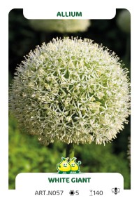 Allium White Giant