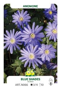 Anemonen Blanda Bleu Shades