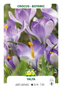 Crocus Bot. Yalta