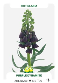 Fritillaria Persica Purple Favorite