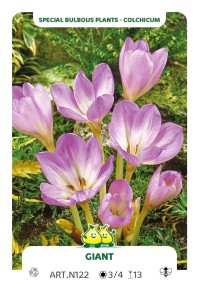 Colchicum Giant