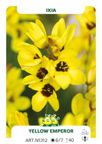 Ixia Yellow Emperor