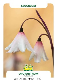 Leucojum Oporanthum