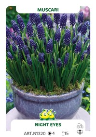 Muscari NIght Eyes