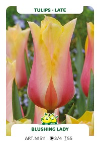 Tulpen Blushing Lady