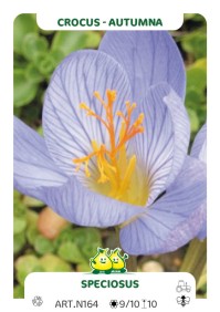 Crocus Conqueror Speciosus