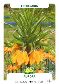 Fritillaria Aurora