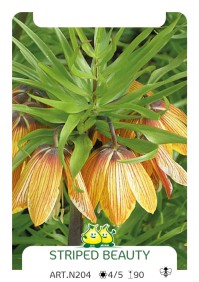 Fritillaria Striped Beauty